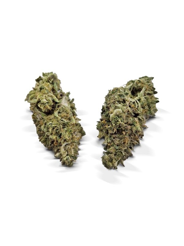 Jungle-Cake Jungle Cake Strain